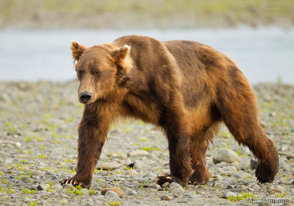 soft brown bear